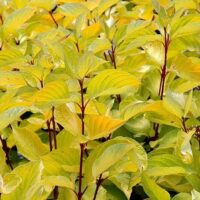 Close-up of yellow-green leaves growing on several stems with deep red branches interspersed in an 8" pot. The leaves of the Cornus 'Sunshine' Yellow Dogwood 8" Pot are catching sunlight and appear lush and healthy.