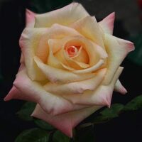 A close-up photo of a Rose 'Diana Princess of Wales' with dew drops on its petals, set against a dark background.