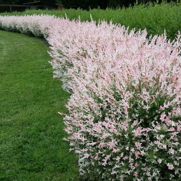 A neatly trimmed Salix 'Hakuro Nishiki' Variegated Willow 8" Pot with pink and white leaves lines a grassy lawn, curving gently to the left.