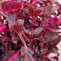 Iresine 'Neon Pink™' 6" Pot