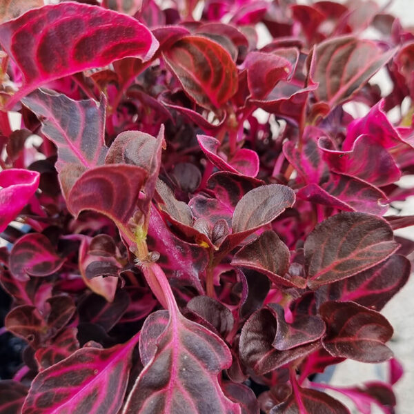 Iresine 'Neon Pink™' 6" Pot