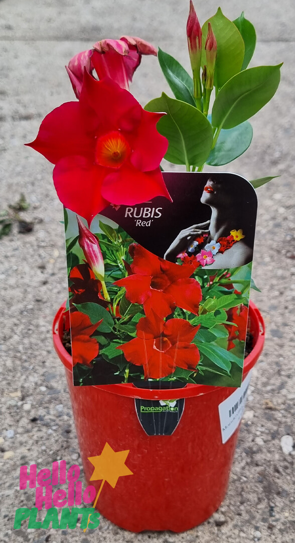 Mandevilla 'Jade Red' - Image 2