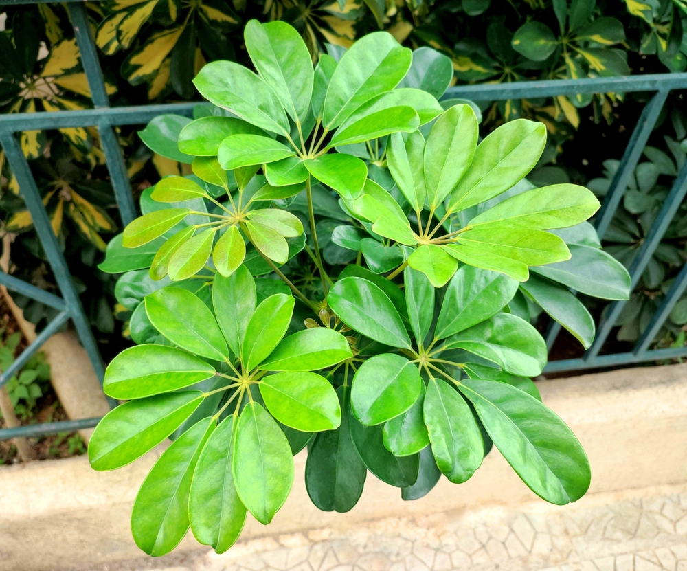 schefflera dwarf umbrella plant