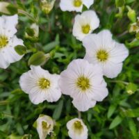 Close-up of Arenaria 'Mountain Sandwort' showing several small white flowers with yellow-green centers and green leaves in the background.