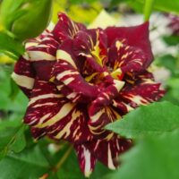 A close-up of Rose 'Abracadabra', featuring deep red petals accented with yellow streaks and surrounded by green leaves.