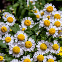 Hello Hello Plants Nursery Campbellfield Melbourne Victoria Australia Pyrethrum daisy close