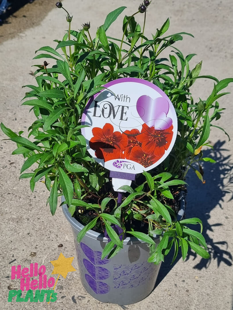 Cosmos 'Chocoholic' 8" Pot - Image 3