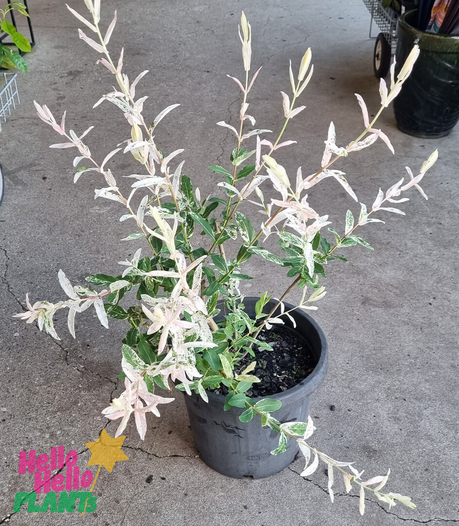 Salix 'Hakuro Nishiki' Variegated Willow 12" Pot - Image 2