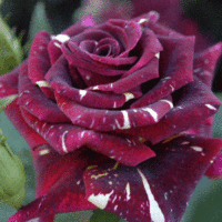 Rose 'Hocus Pocus'