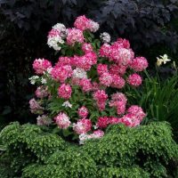 The Hydrangea paniculata 'Tardiva' showcases a stunning array of pink and white blossoms, encompassed by verdant foliage and accented with dark leaves in the distance.