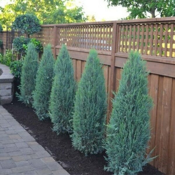 Juniperus 'Blue Arrow' 8" Pot