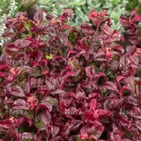 Close-up of red and green textured Leucothoe 'Twisting Red®' 7" Pot leaves with water droplets on them, against a blurred background of assorted plants.