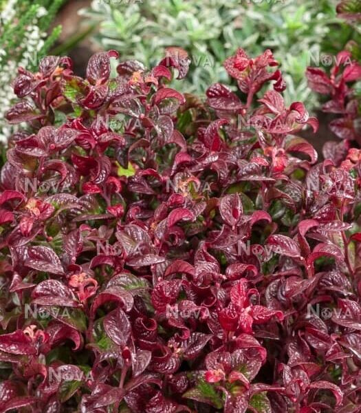 Close-up of red and green textured Leucothoe 'Twisting Red®' 7" Pot leaves with water droplets on them, against a blurred background of assorted plants.