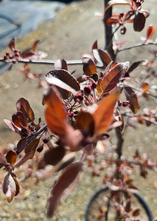 Malus 'Profusion' Crab Apple 13" Pot - Image 3