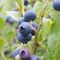 Ripe blueberries of the Vaccinium 'Margaret' Blueberry 6" Pot variety on a branch surrounded by green leaves, with a blurred background.