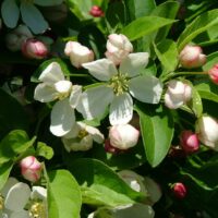 Close-up of white flowers and pink buds amidst green leaves on a Malus 'Cinderella®' Dwarf Crab Apple 12" Pot.