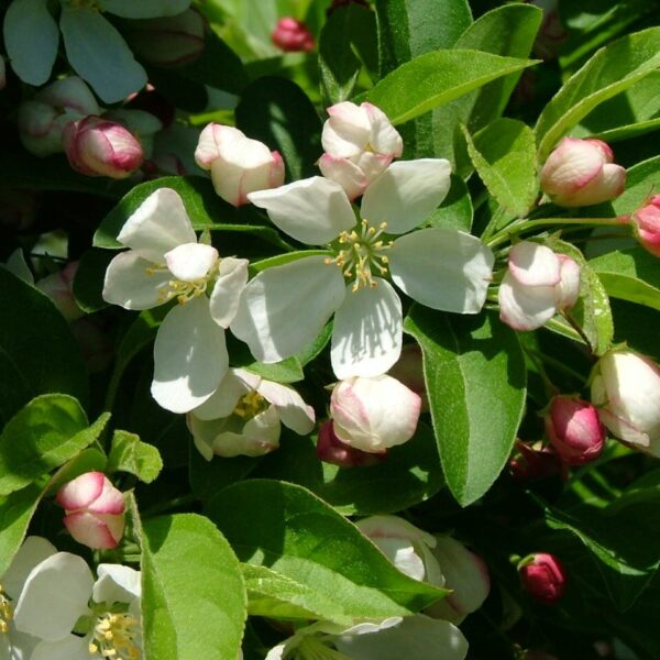 Close-up of white flowers and pink buds amidst green leaves on a Malus 'Cinderella®' Dwarf Crab Apple 12" Pot.