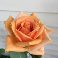 Close-up of a vibrant orange Rose 'Oldtimer' Bush Form with layered petals against a blurred white siding background.