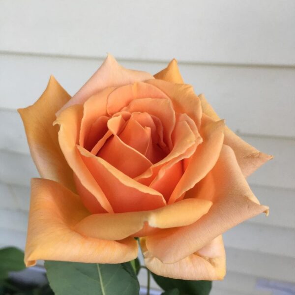 Close-up of a vibrant orange Rose 'Oldtimer' Bush Form with layered petals against a blurred white siding background.