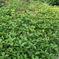 Lush green garden with dense shrubs of Osmanthus fragrans 'Sweet Osmanthus' and a curved stone path on the side.