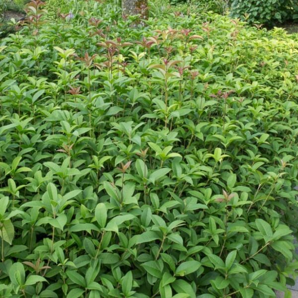 Lush green garden with dense shrubs of Osmanthus fragrans 'Sweet Osmanthus' and a curved stone path on the side.