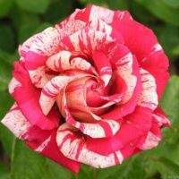 A close-up of a Rose 'Papageno' Bush Form with red and white striped petals against a green leafy background.