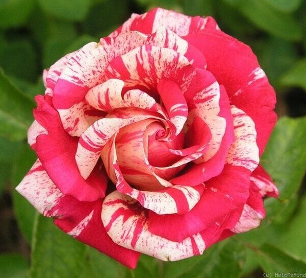 A close-up of a Rose 'Papageno' Bush Form with red and white striped petals against a green leafy background.