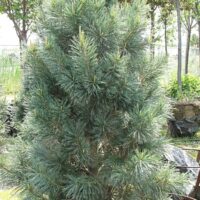 A dense Pinus 'Vanderwolfs Pyramid' 16'' Pot with lush green needles growing in a garden setting, with other plants and a partial view of a bench in the background.