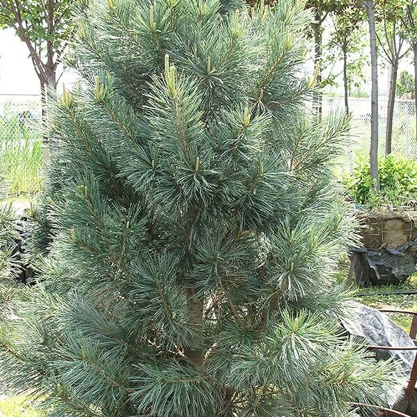 A dense Pinus 'Vanderwolfs Pyramid' 16'' Pot with lush green needles growing in a garden setting, with other plants and a partial view of a bench in the background.