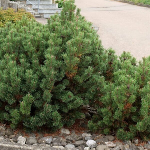 A cluster of bushy Pinus 'Mountain Pine' (Dwarf) shrubs growing beside a paved pathway, surrounded by a bed of small rocks.