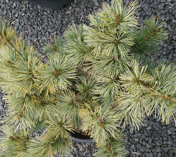 Pinus 'Ogon Goyo' 8" Pot, with yellow and green needles, sitting on gray gravel.