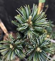 A close-up image of a Pinus 'Fukai' Pine 8" Pot tree branch, showing detailed green needles with dew droplets, set against a blurred background.