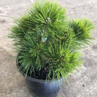 A vibrant green Pinus thunbergii 'Emery's Dwarf' pine tree with needle-like leaves in an 8" pot on a concrete floor.