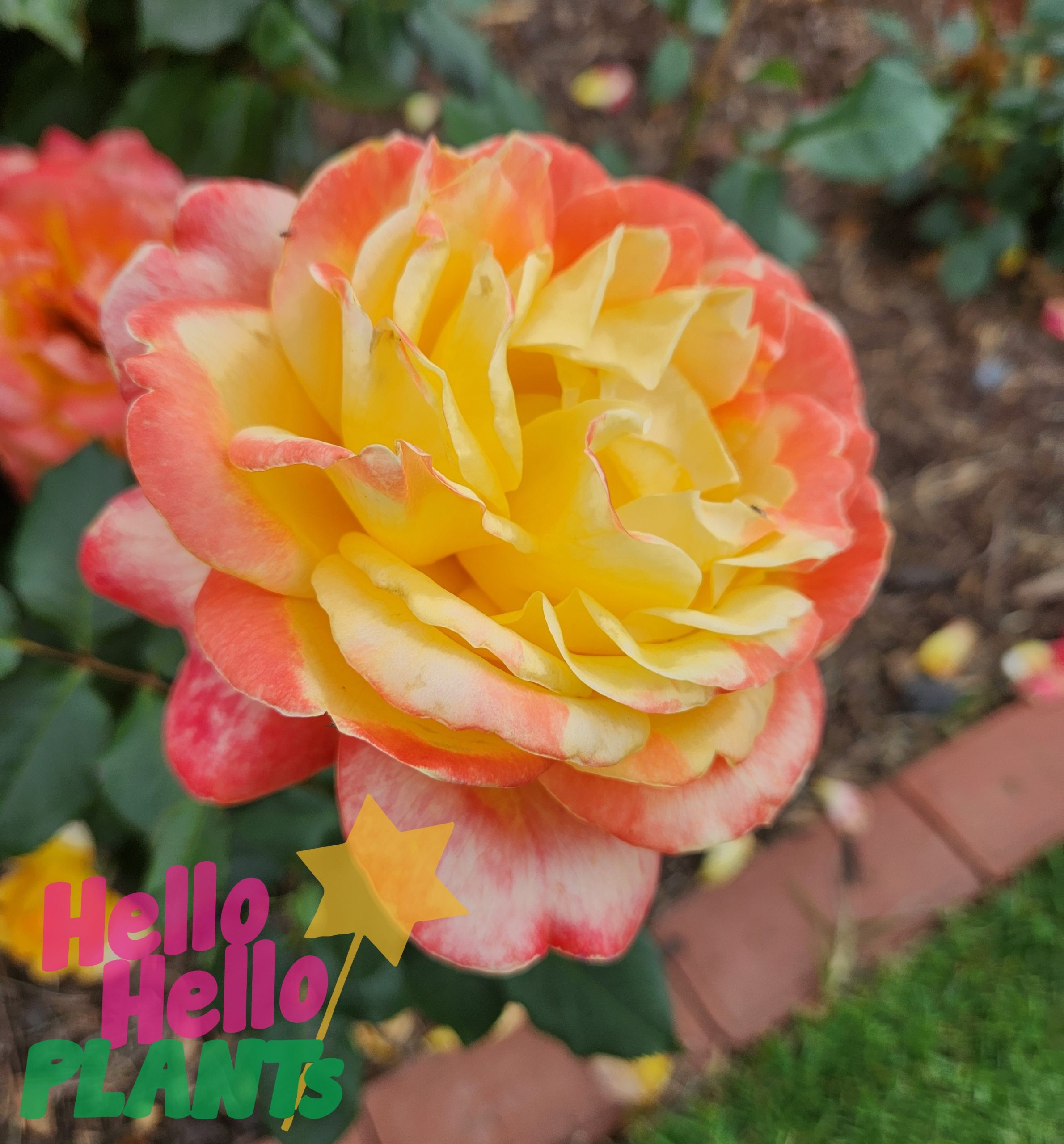 Rose 'Dame Elisabeth Murdoch' - Image 4