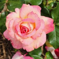 Rosa hybrid tea Bold Seduction Rose Pink Roses with creamy white patches