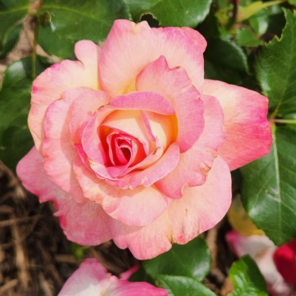 Rosa hybrid tea Bold Seduction Rose Pink Roses with creamy white patches