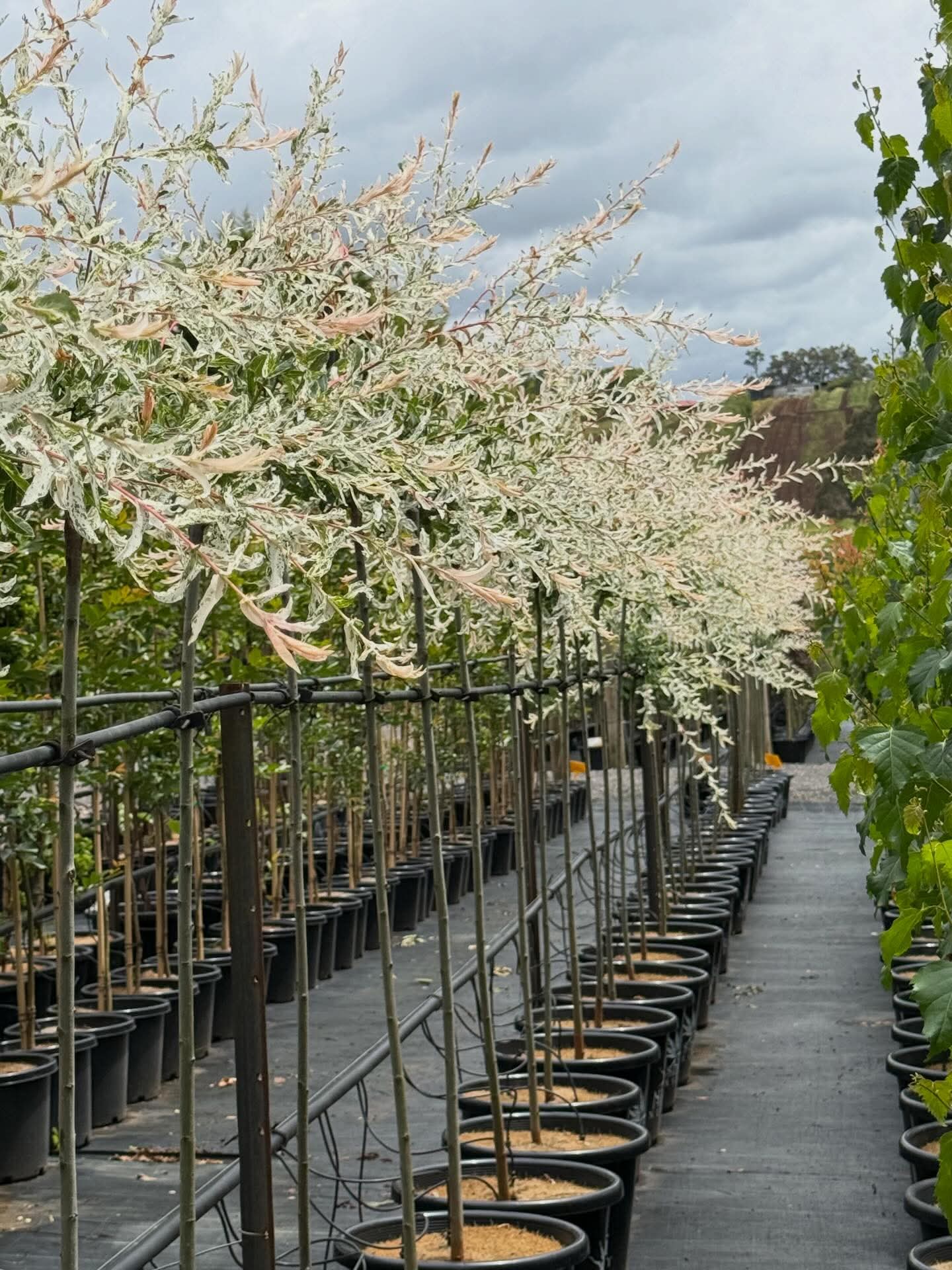 Rows of Salix 'Hakuro Nishiki' Variegated Willow (Standard) trees in 33cm pots, displaying white-green leaves, are arranged on black ground cover in a nursery under a cloudy sky.