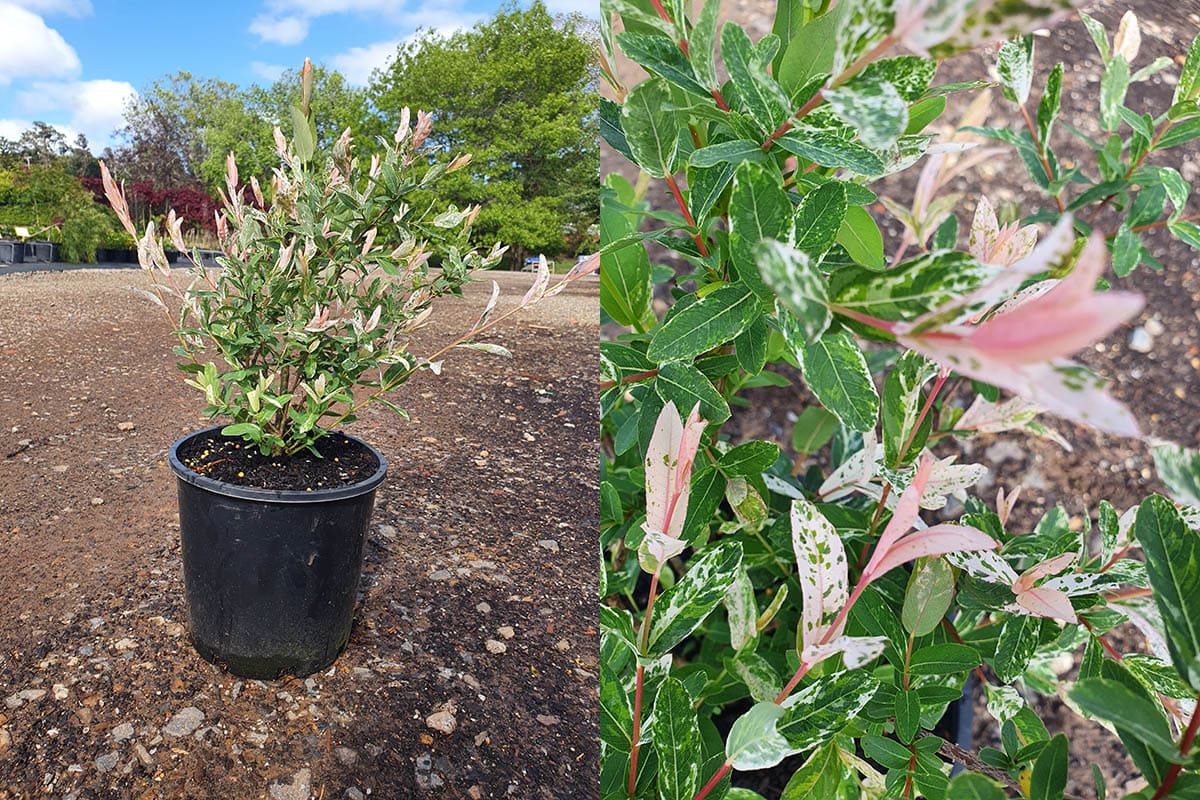 The Salix 'Hakuro Nishiki' Variegated Willow in an 8" pot is showcased on a rocky surface, featuring its vibrant green and pink foliage and offering a close-up view of its delicate leaves.