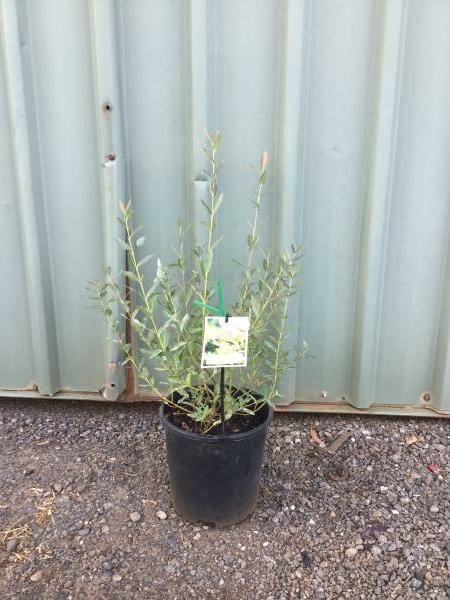 A potted Salix 'Hakuro Nishiki' Variegated Willow 8" Pot with narrow, elongated leaves is placed on a gravel surface in front of a corrugated metal wall. A tag with a picture is attached to one of the plant's stems, identifying it as an 8" Pot Hakuro Nishiki variety.