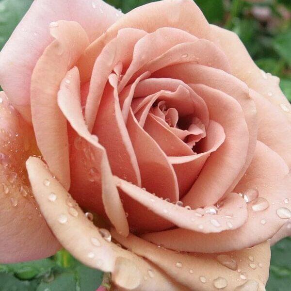 A close-up image of a peach-colored Rose 'Soul Sister' covered in dewdrops, surrounded by green leaves.