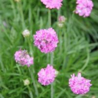 Close-up of Armeria 'Pink' Sea Thrift featuring several globe-shaped pink flowers on green stems with blurred green foliage in the background.