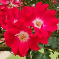 rosa climbing rose. two bright red Dortmund roses with white centres and yellow stamens