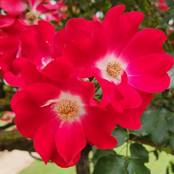 rosa climbing rose. two bright red Dortmund roses with white centres and yellow stamens