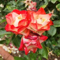 rosa floribunda Origami Roses red and white japanese looking rose flower