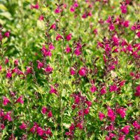 Salvia 'Margaret Arnold' in a 10cm pot features dense clusters of small magenta flowers and green foliage, thriving outdoors in bright sunlight and adding vibrant colour to your garden.