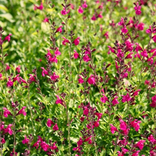 Salvia 'Margaret Arnold' in a 10cm pot features dense clusters of small magenta flowers and green foliage, thriving outdoors in bright sunlight and adding vibrant colour to your garden.