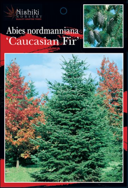 Abies 'Caucasian Fir' - Image 4