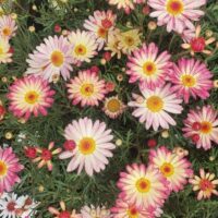 The Argyranthemum 'Larita® Banana Split' Daisy in a 6" pot features pink and yellow blooms with lush green foliage, offering a delightful display.