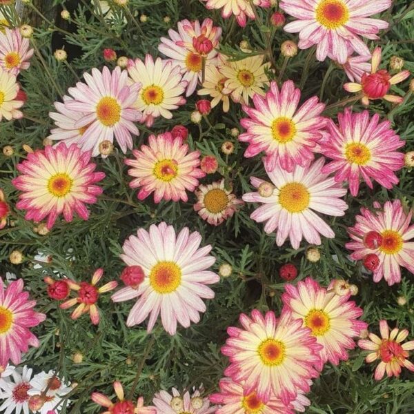 The Argyranthemum 'Larita® Banana Split' Daisy in a 6" pot features pink and yellow blooms with lush green foliage, offering a delightful display.