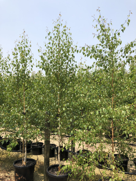 Betula 'Moss White' Silver Birch 20" Pot - Image 7